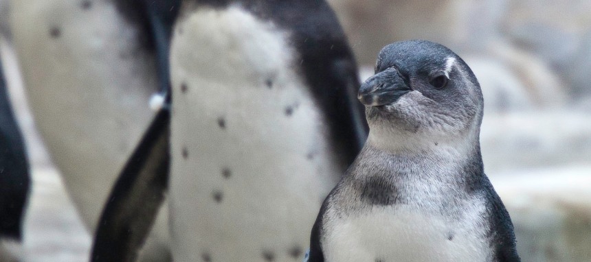 African-Penguin-and-Seabird-Sanctuary-APSS-Gansbaai