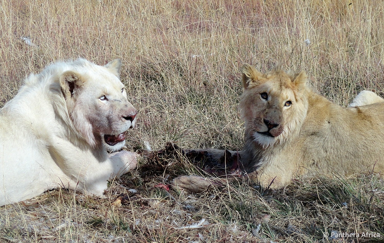 Obi and Oliver shortly after their rescue from lion breeding farm