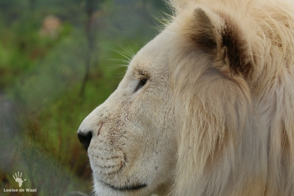 Neptune the rescued white lion at Panthera Africa sanctuary, Stanford