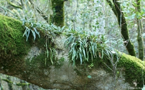 Tree trunk ecosystem in Platbos