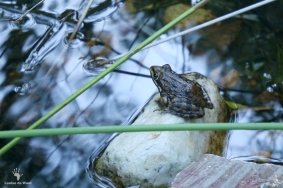 Frog at Gamkaberg Nature Reserve, Oudtshoorn