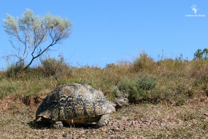 Leopard tortoise Gamkaberg CapeNature Reserve