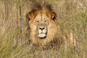 Beautiful lion at Gondwana Big Five Game Reserve, Garden Route