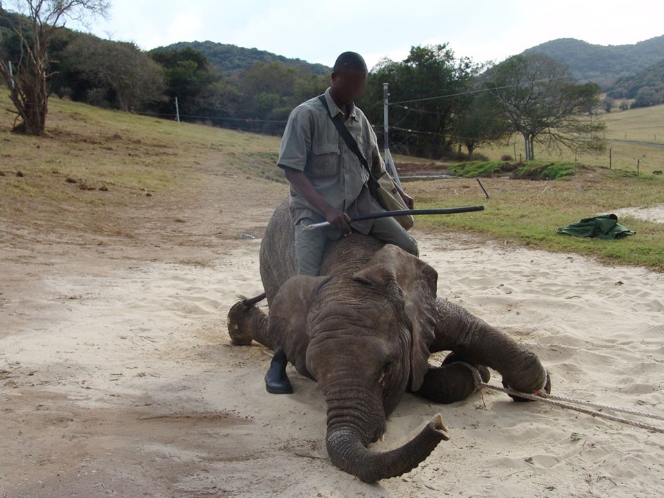 Breaking young elephants into submission in South Africa