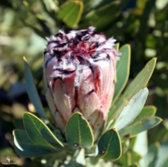 Proteas, Fynbos indicator species, Bastiaanskloof Reserve, Wellington.