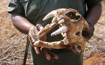 Lion skull sold as Traditional Chinese Medicine